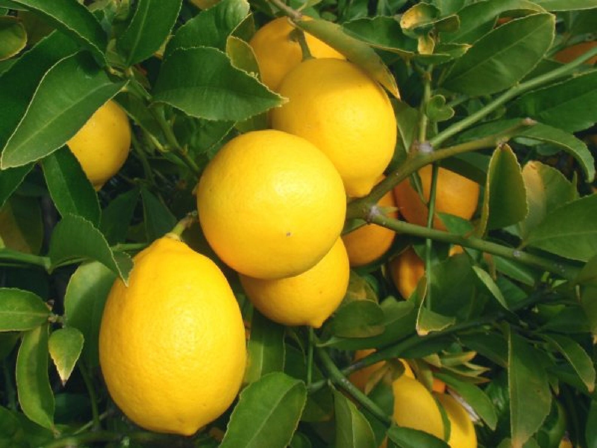 25 Fresh Meyer Lemon Seeds - Non-GMO, Grown In Arizona, For Indoor/Outdoor Planting 3 thumbnail image