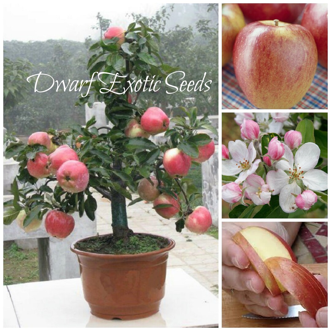 SEEDS Selffertile Dwarf Gala Apple Tree malus Domestica Etsy Canada