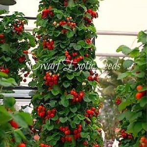 May include: A vertical strawberry plant with red ripe strawberries growing on it. The plant is growing in a greenhouse setting. The text "Dwarf Exotic Beds" is visible in the image.