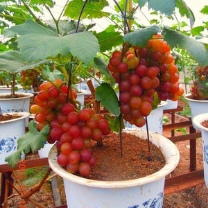 Peut inclure: Gros plan d'une vigne de raisin poussant dans un pot blanc avec des raisins rouges et verts. La vigne est soutenue par un treillis et les raisins pendent de la vigne. Le pot est décoré d'un motif bleu et blanc.