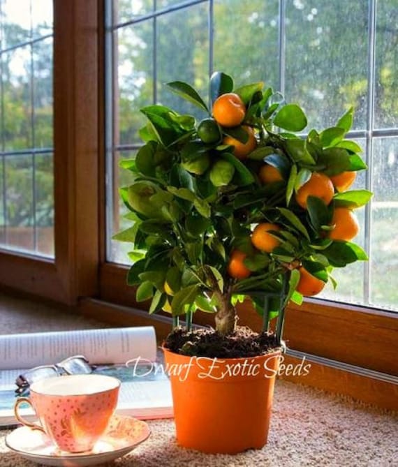 Non-gmo SEEDS  Indoor Ornamental Bonsai Citrus Calamondin   Citrofortunella Microcarpa - Etsy