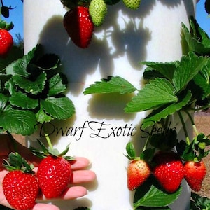 Peut inclure: Gros plan d'une plante de fraises verticale avec des fraises rouges mûres et des fraises vertes non mûres. La plante pousse dans un pot blanc. Le texte "Dwarf Exotic Seeds" est visible sur le pot.