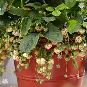 May include: A potted strawberry plant with many ripe, white strawberries hanging from the branches. The plant is in a red terracotta pot.