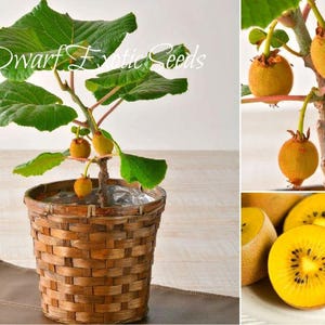 Golden Kiwi Plant - Etsy