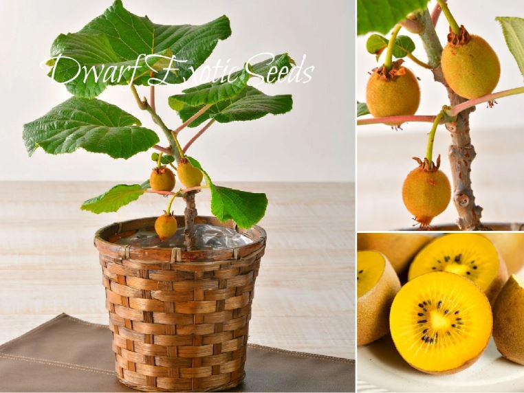 Non-gmo Dwarf Kiwi Fruit SEEDS “mini Gold” – Yellow Flesh