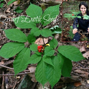 May include: A close-up of a green ginseng plant with red berries growing in the forest. The plant has large, green leaves and is surrounded by brown leaves and twigs. The text "Dwarf Exotic Seeds" is visible in the image.