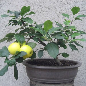 May include: A small apple tree bonsai with three yellow apples growing on it. The tree is potted in a grey ceramic pot.