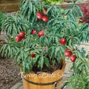 May include: A dwarf peach tree in a wooden pot with red peaches growing on the branches. The tree is in a garden setting with green foliage in the background. The pot has the text "Dwarf Exotic Seeds" on the side.