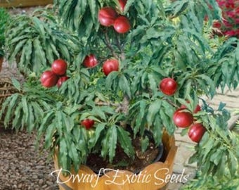 Non-gmo SEEDS - Dwarf desert Dawn Nectarine (prunus Persica Var.  nectarina) Self-fertile Tree Pit SEEDS - Etsy Israel