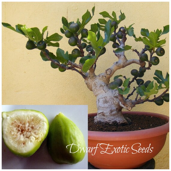 Non-GMO Lattarula Feigenkerne (Italienische Honigfeige) - Ficus carica (20  Samen) - Etsy sterreich