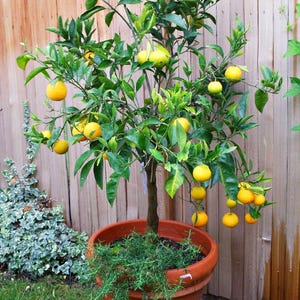 Puede incluir: Un naranjo en maceta con hojas verdes y frutos naranjas maduros. El árbol está plantado en una maceta de terracota y crece contra una valla de madera.