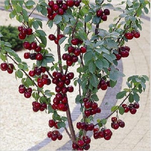 Non-GMO SEEDS – Upright Sweet “Sylvia” Cherry (Prunus avium) - Self-fertile Dwarf Cherry!