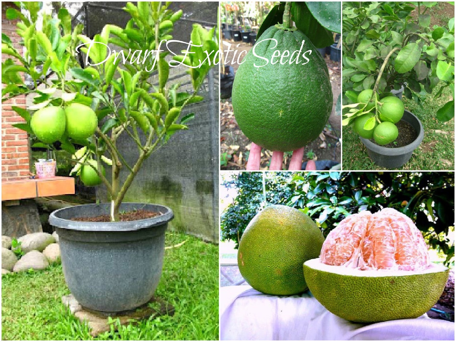 SEEDS Dwarf Thai Sweet Pomelo or Pummelo citrus Maxima Etsy Canada