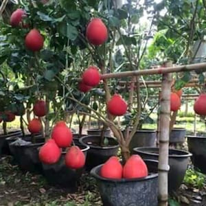 Puede incluir: Varios árboles de pomelo rojo en maceta con frutos maduros colgando de las ramas. Los árboles están sostenidos por estacas de madera.