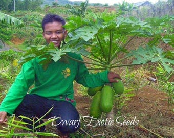 SEMI NON OGM – Semi di papaya nana autoimpollinante “Thai Holland” estremamente rari, tozzi, pesanti e bassi