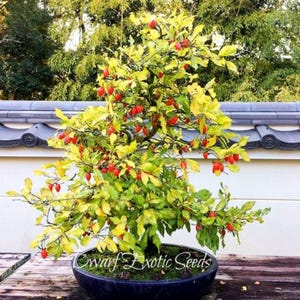 Puede incluir: Un pequeño árbol en maceta con frutos rojos y hojas verdes. El árbol está en una maceta negra con una superficie de madera marrón debajo. El texto "Dwarf Exotic Seeds" es visible en la maceta.