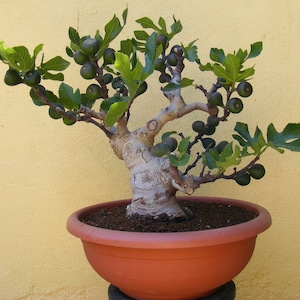 May include: A bonsai tree with green leaves and small, dark green figs growing on the branches. The tree is potted in a terracotta pot.