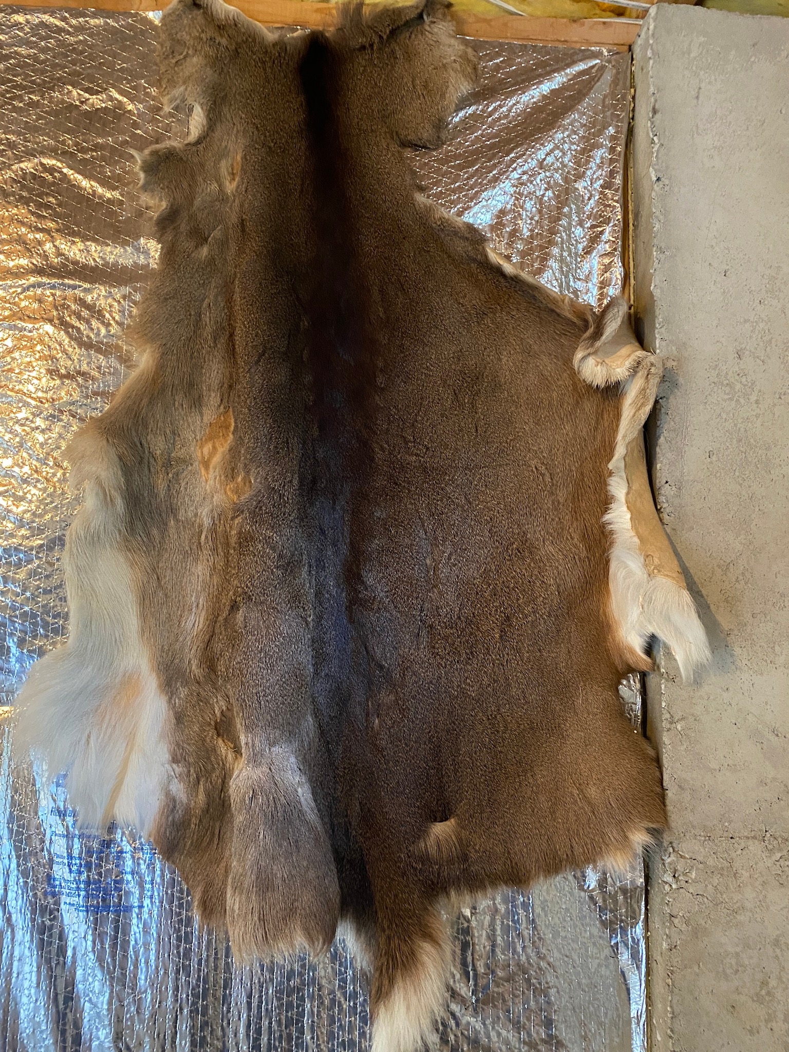 Hair-on Deer Hide / Buckskin hide / Shelf#7T