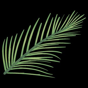 Palm Leaf