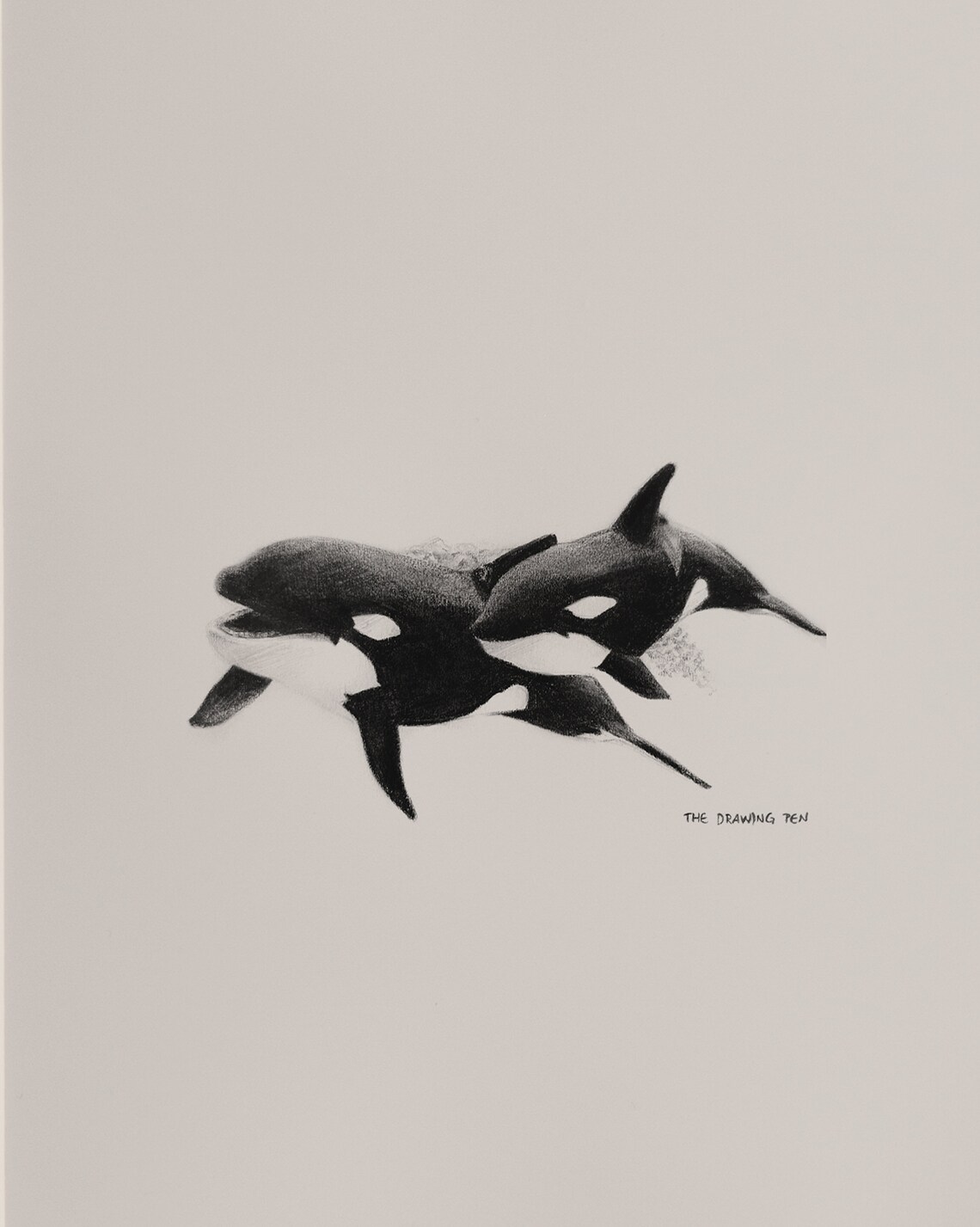 Orca Pencil Drawing Wall Art Minimalist Animal Wall Art Pencil Drawing
