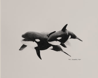 Orca Pencil Drawing Wall Art | Minimalist Animal Wall Art Pencil Drawing | Fine Art Print with Mount | Black & White Wall Art