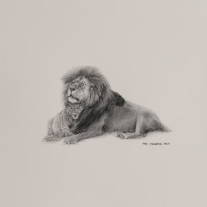 Creative minds - white charcoal pencil drawing . THE LION