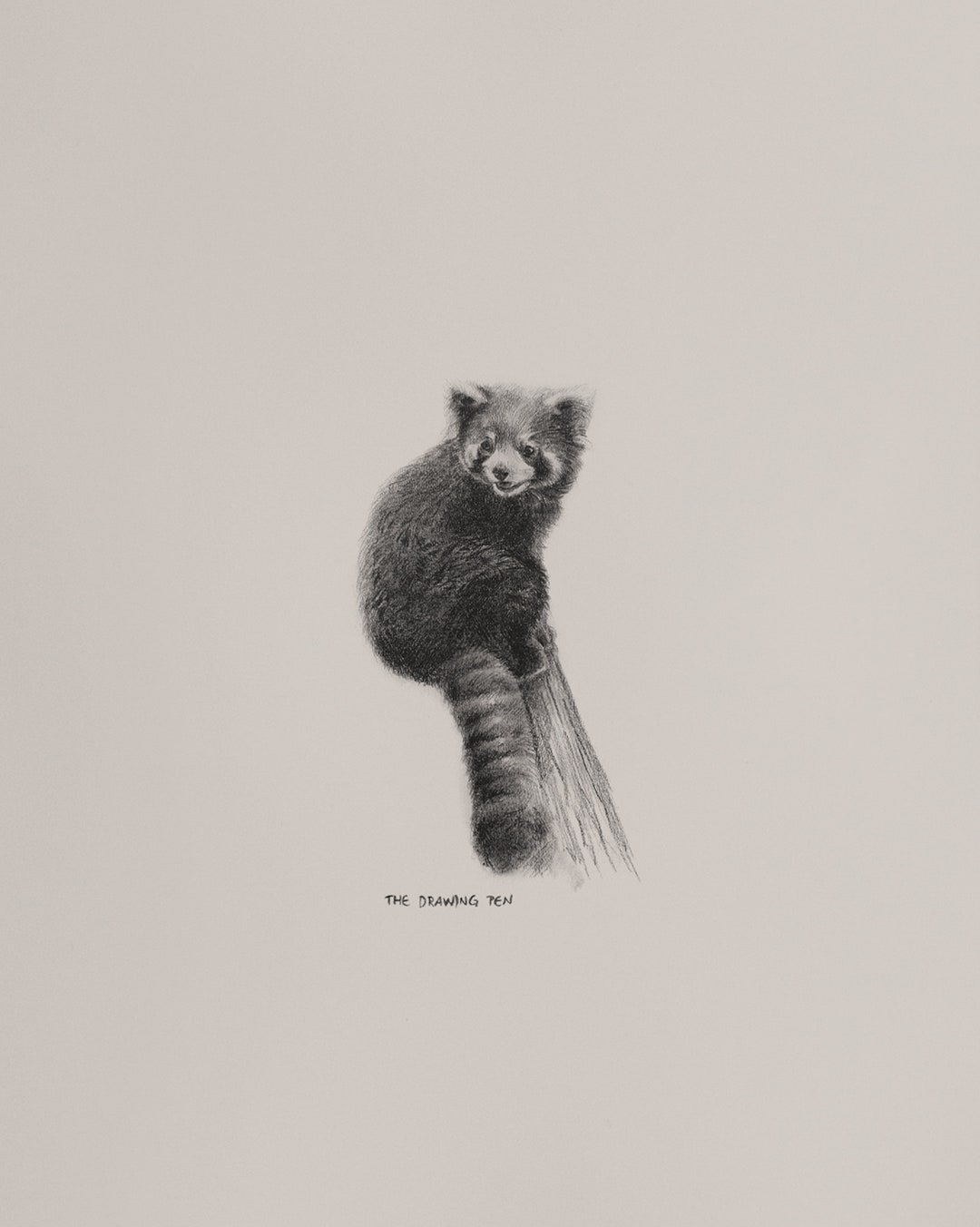 Red Panda Drawing Wall Art Minimalist Animal Wall Art Pencil Drawing Fine Art Print With Mount