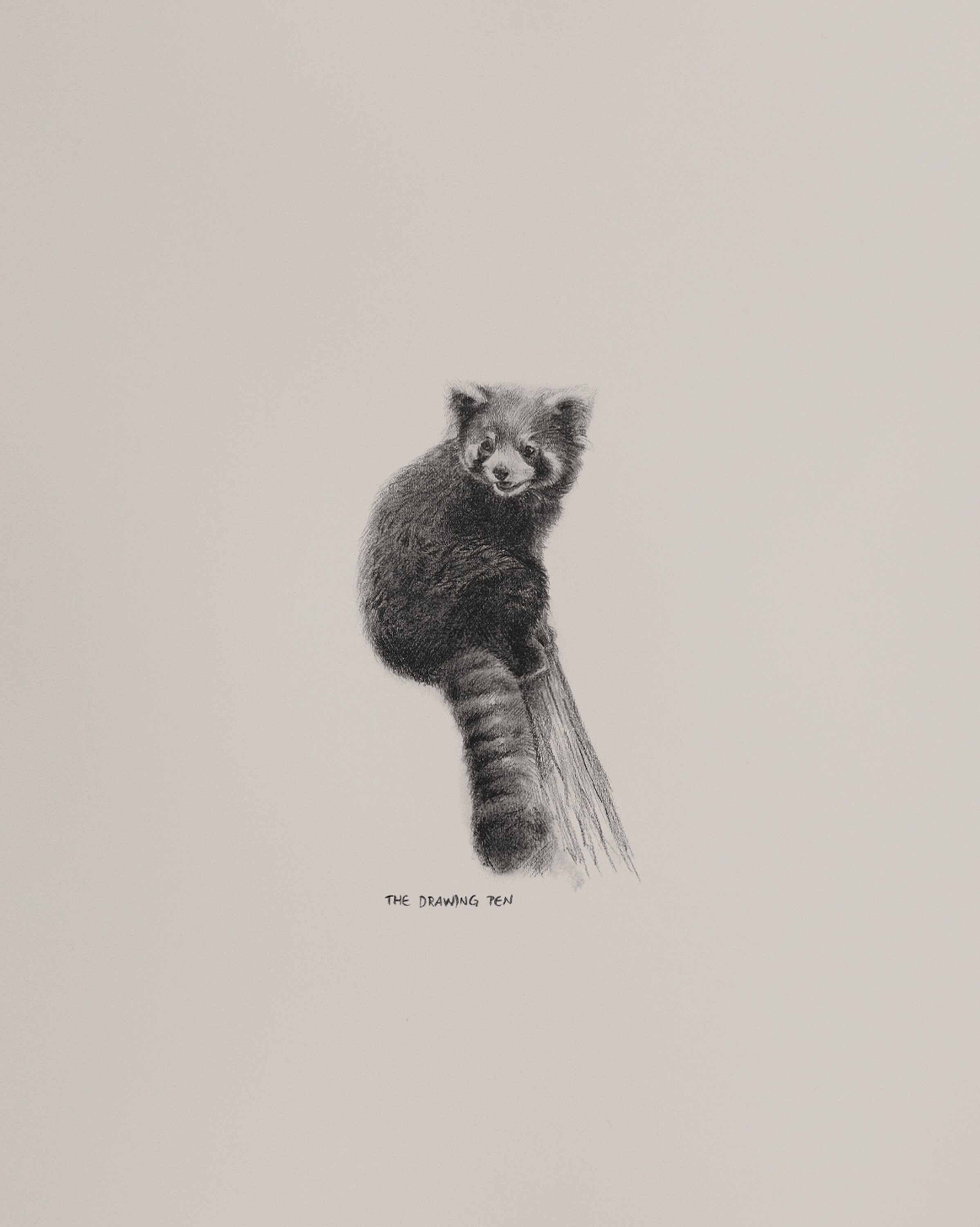 Red Panda Drawing Wall Art | Minimalist Animal Wall Art Pencil Drawing |  Fine Art Print With Mount | Black \u0026 White Wall Art - Etsy, image size:2397x3000