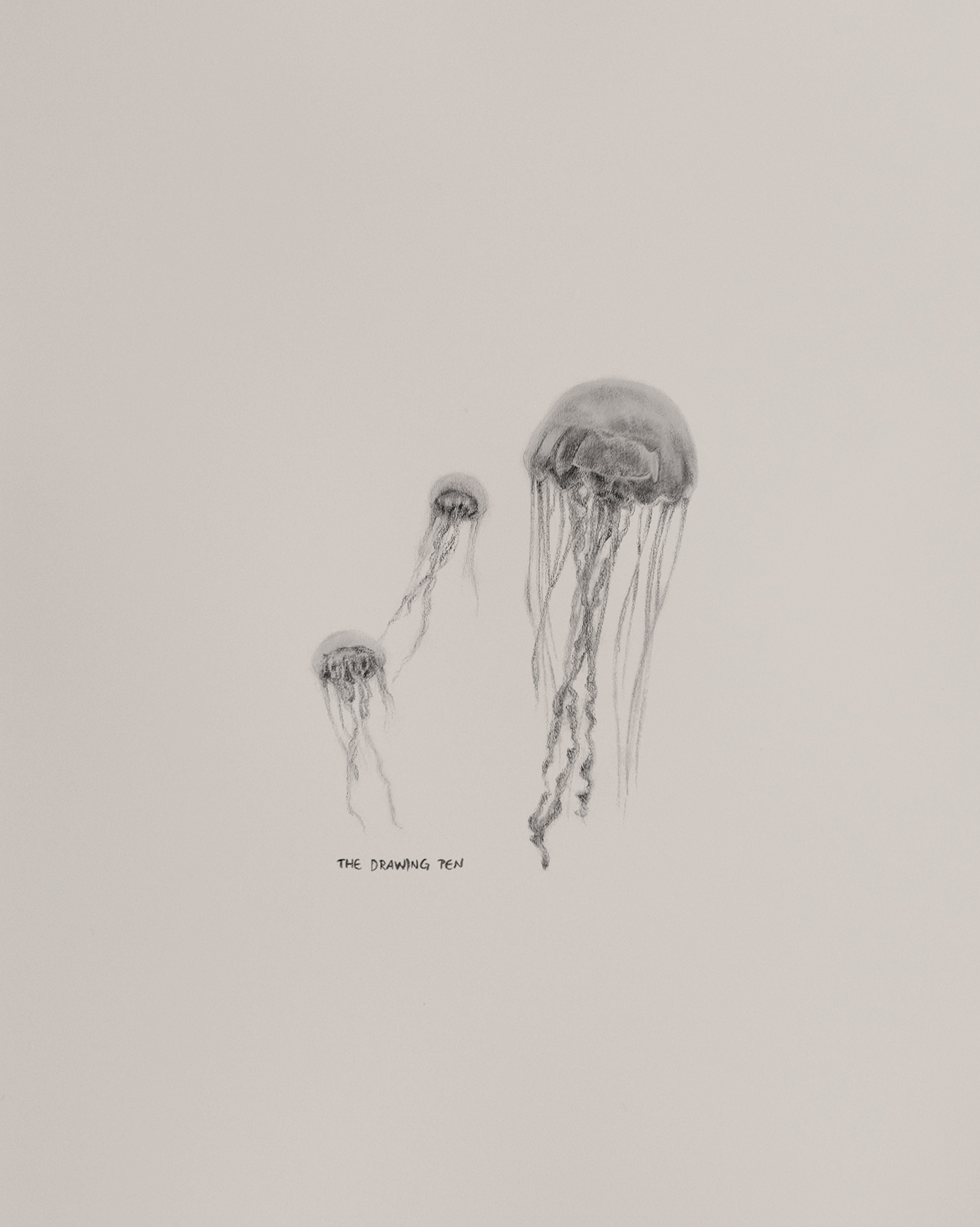Jellyfish Pencil Drawing Wall Art | Minimalist Animal Wall Art Pencil Drawing | Fine Art Print with Mount | Black & White Wall Art