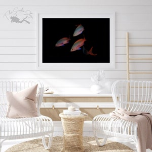 Galapagos Anthia Digital Print | Reef Fish Prints | Photography Digital Download | Underwater Photo | Printable Wall Art | Sea Animal Print