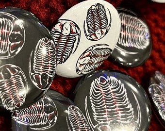 Trilobite Fossil Button Badges / 32mm 1 1/4inch