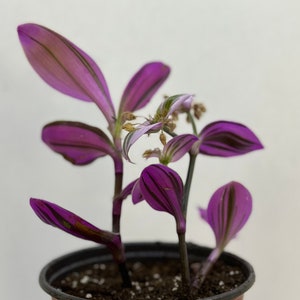 Tradescantia Nanouk - Wandering Jew Plant - Two Stems Rooted and Potted (4")
