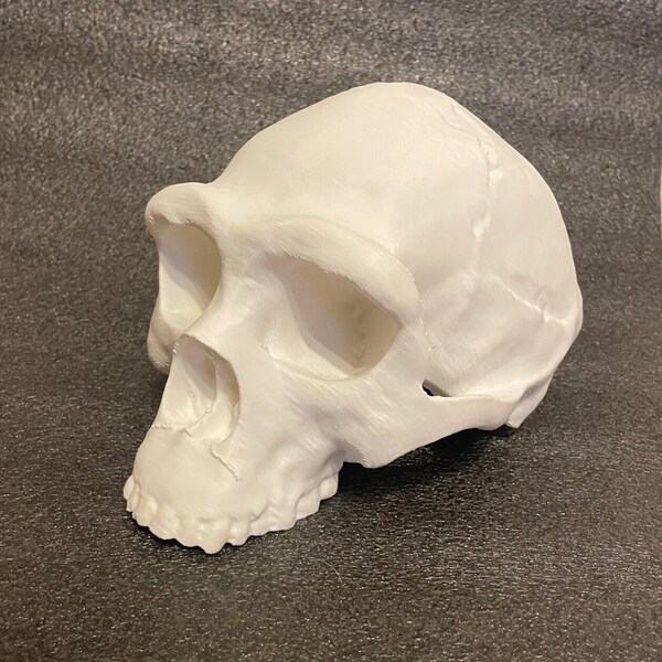 Homo Erectus skull model