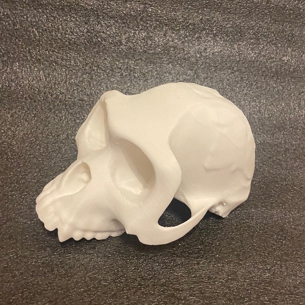 Ardipithecus Ramidus skull model