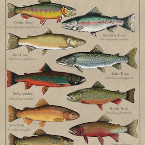 Native Trout in the United States digital art print 8x10
