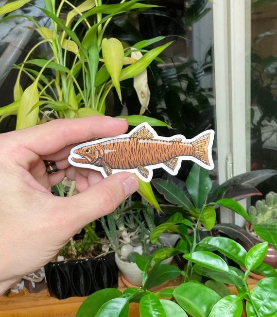 Tiger Trout Fishing Sticker
