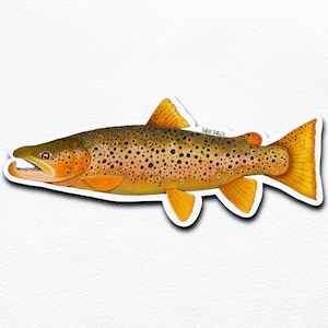 Brown Trout Fly Fishing Sticker