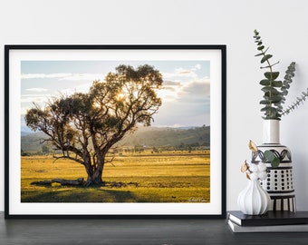 Landscape Print | Gum Tree Sunset Australia | Home Decor Photography Wall Artgraph