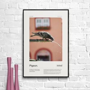 Poster Infografik, Animal Print, Taube Wandkunst, Vogel Foto Print, Fotografie Wandkunst, Home Decor, Poster Print