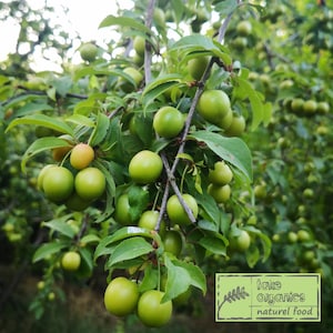 Świeża zielona śliwka, renkloda, Generik, Janerik, owoce sezonowe, Yesil Erik, naturalna zielona śliwka, 4 funty - SZYBKA I BEZPŁATNA WYSYŁKA