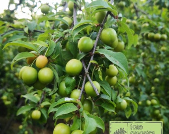 Frische grüne Pflaume, Greengage, Generik, Janerik, Saisonales Obst, Yesil Erik, natürliche grüne Pflaume, 4 Pfund - SCHNELLER & KOSTENLOSER VERSAND