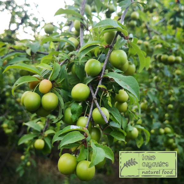 Ciruela verde fresca, Greengage, Generik, Janerik, fruta de temporada, Yesil Erik, ciruela verde natural, 4 libras - ENVÍO RÁPIDO Y GRATIS