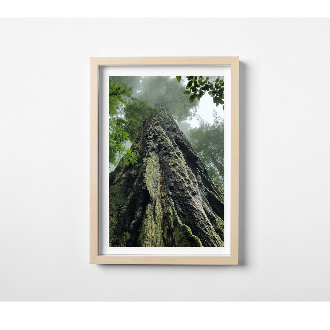 Big Tree Forest Print, Woodlands Digital Print, Printable Forest Photo ...