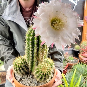 Sun Goddess Cactus