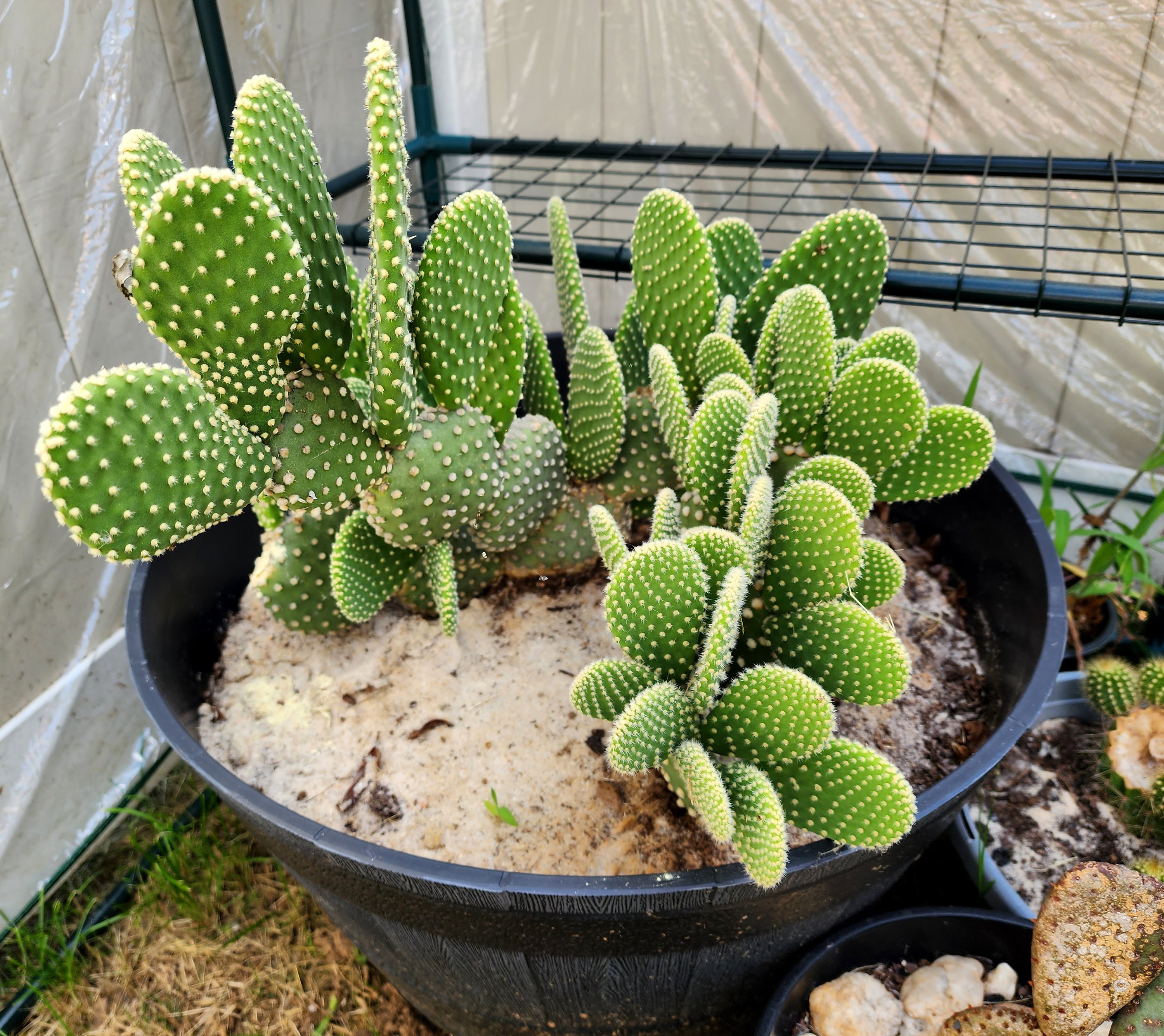 cactus insertion Large Cactus Insert