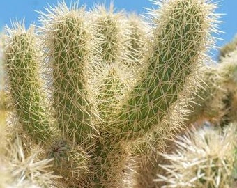 Teddy Bear Cholla Cactus