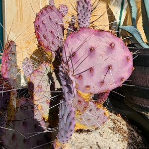 Purple Prickly Pear Cactus