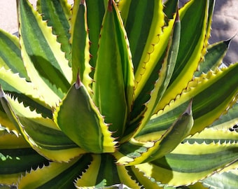 Quadricolor Agave Pup