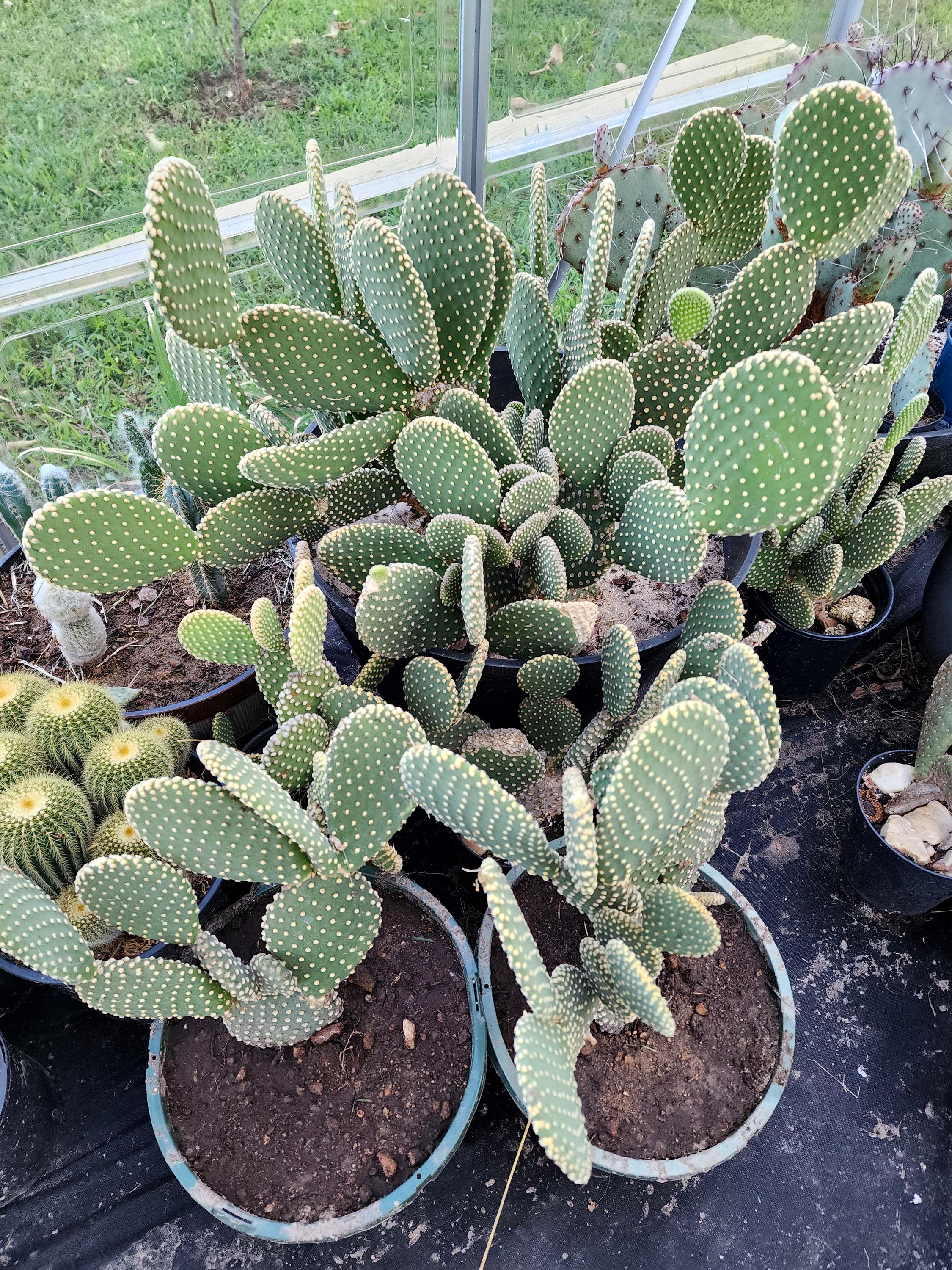 Bunny Ear Cactus Large - Etsy