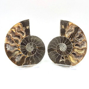 Madagascan Ammonite Split Polished Pair